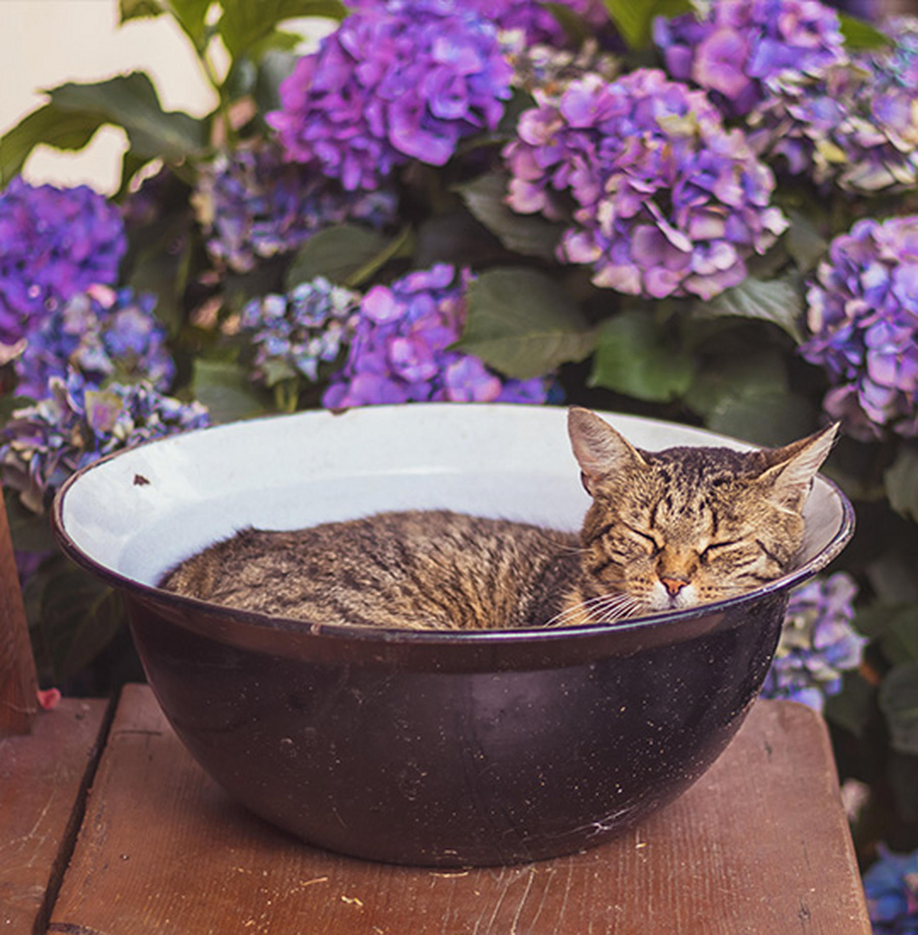Garten katzensicher machen Worauf achten? POCO