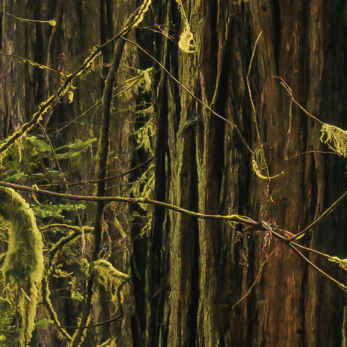 Komar Fototapete Goblins Woods B/L: ca. 250x280 cm Goblins Woods - (250,00/280,00cm) - Komar