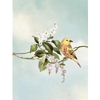 Komar Poster Gazouillis des Oiseaux Gazouillis des Oiseaux - Komar