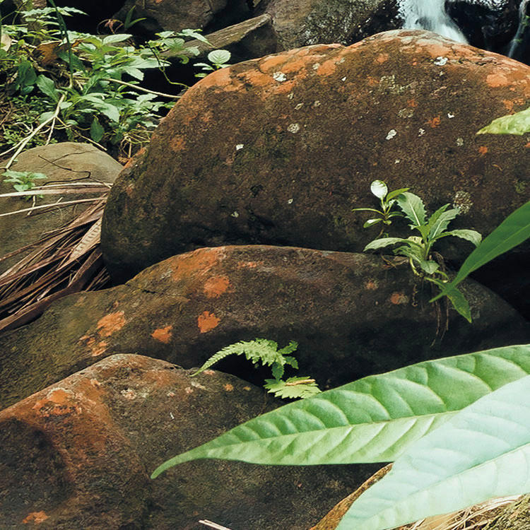 Komar Fototapete Spirit B/L: ca. 200x250 cm Spirit - (200,00/250,00cm) - Komar