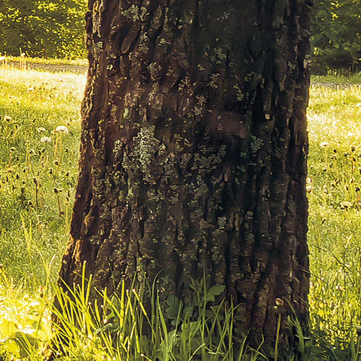 Komar Fototapete Golden Moment B/L: ca. 400x250 cm Golden Moment - (400,00/250,00cm) - Komar