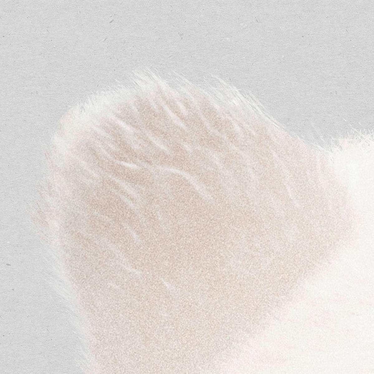 Komar Fototapete Bearava D: ca. 125 cm Bearava - (125,00cm) - Komar