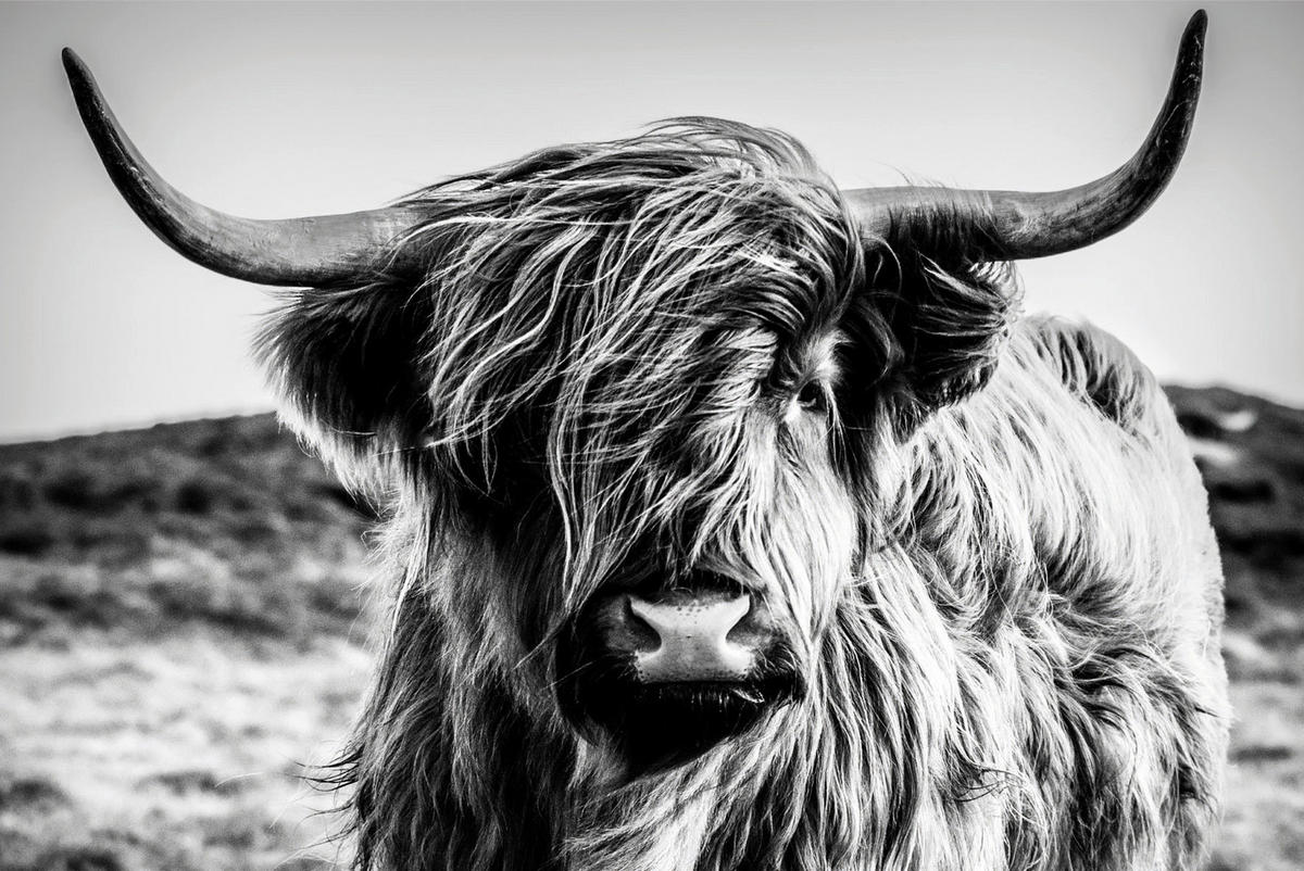 Bönninghoff Keilrahmenbild ca. online 60x90 ▷ cm B/L: kaufen Büffel bei POCO