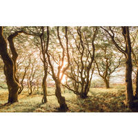 Komar Fototapete Bold Birch B/L: ca. 400x250 cm Bold Birch - (400,00/250,00cm) - Komar