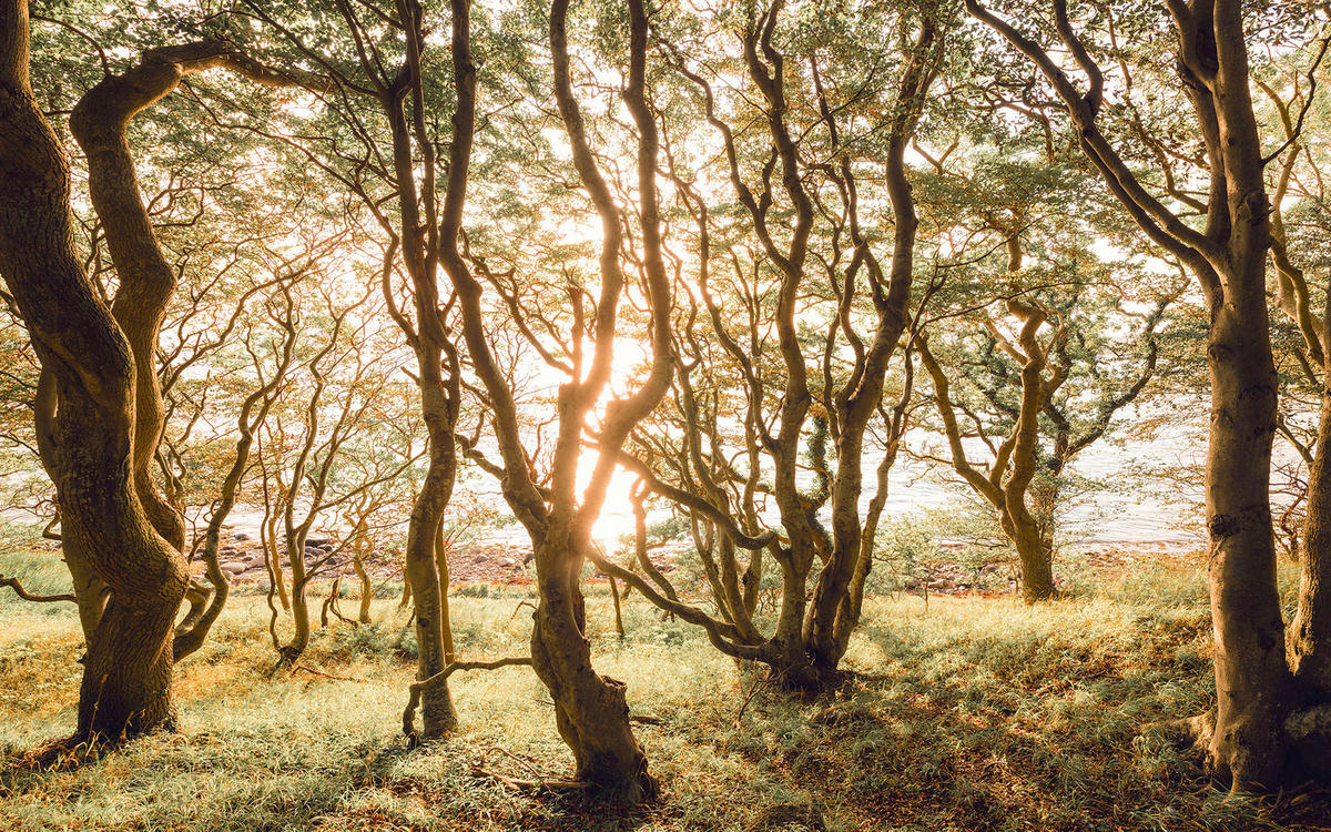 Komar Fototapete Bold Birch B/L: ca. 400x250 cm Bold Birch - (400,00/250,00cm) - Komar