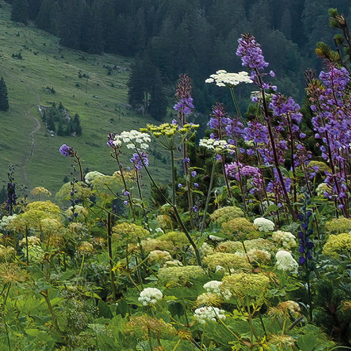 Komar Fototapete Naturpark Allgäuer Hochalpen B/L: ca. 450x280 cm Naturpark Allgäuer Hochalpen - (450,00/280,00cm) - Komar