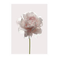 Komar Poster Rose Rose B/L: ca. 30x40 cm Rose - (30,00/40,00cm) - Komar