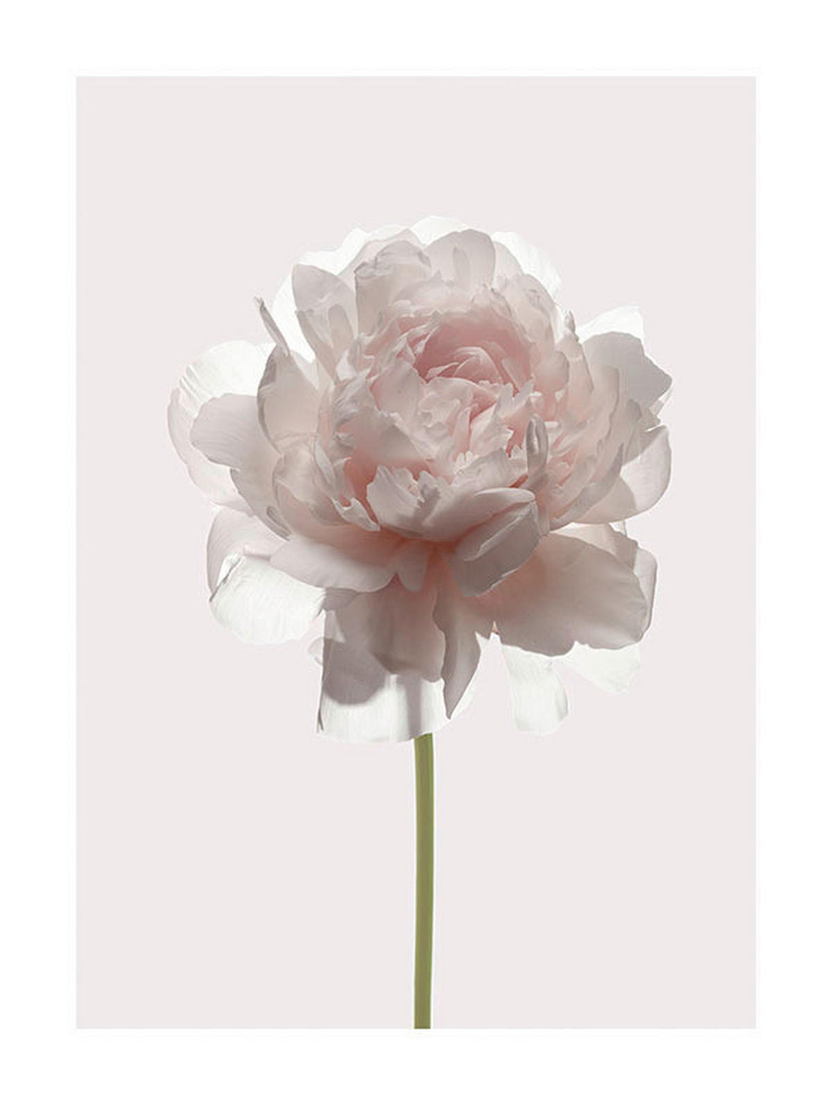 Komar Poster Rose Rose B/L: ca. 30x40 cm Rose - (30,00/40,00cm) - Komar