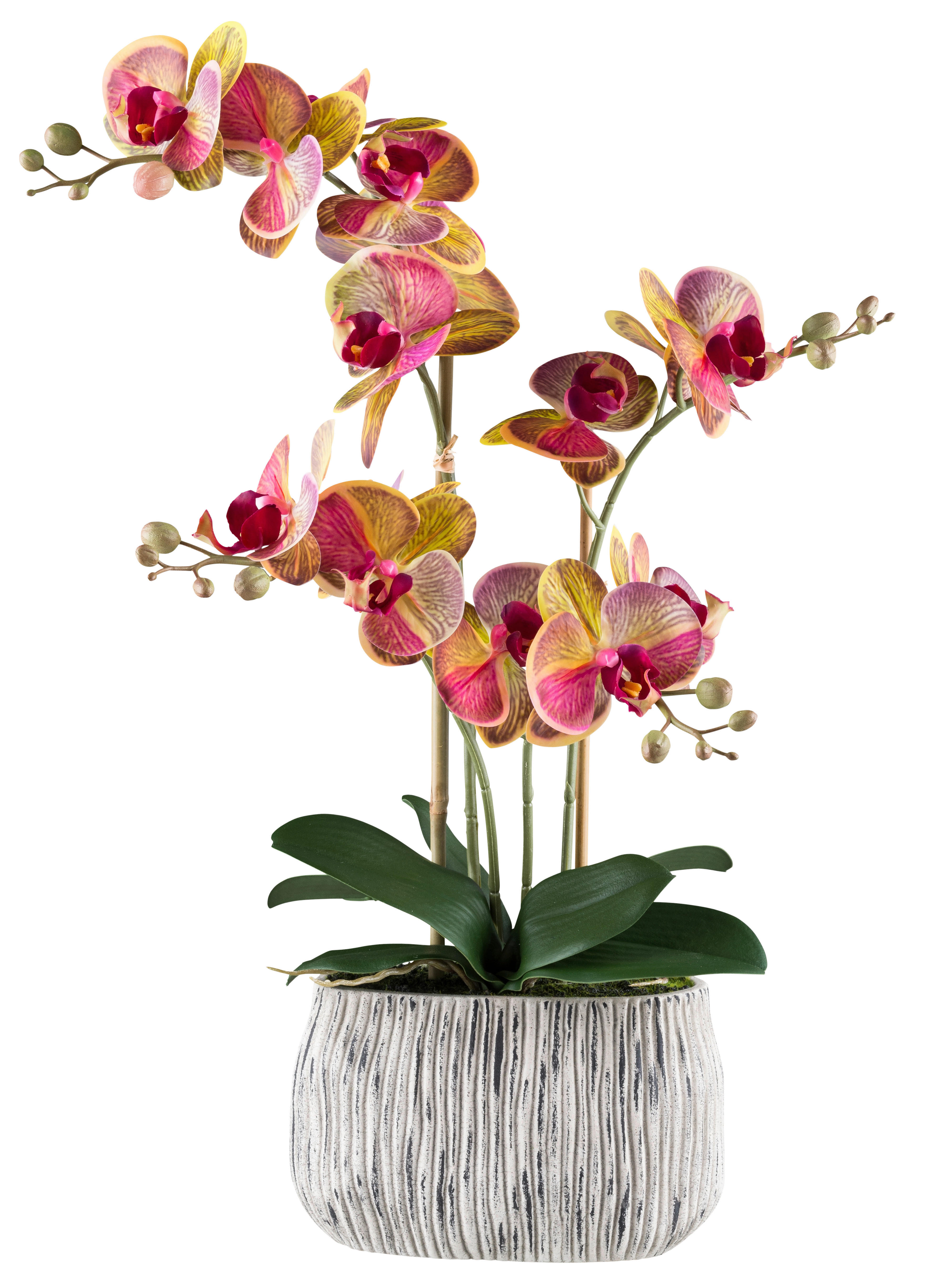 Kunstpflanze Phalaenopsis pink Kunststoff B/H/L: ca. 27x50x27 cm Phalaenopsis - pink/gelb (27,00/27,00/50,00cm)