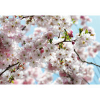 Komar Fototapete Spring B/L: ca. 368x254 cm Spring - (368,00/254,00cm) - Komar