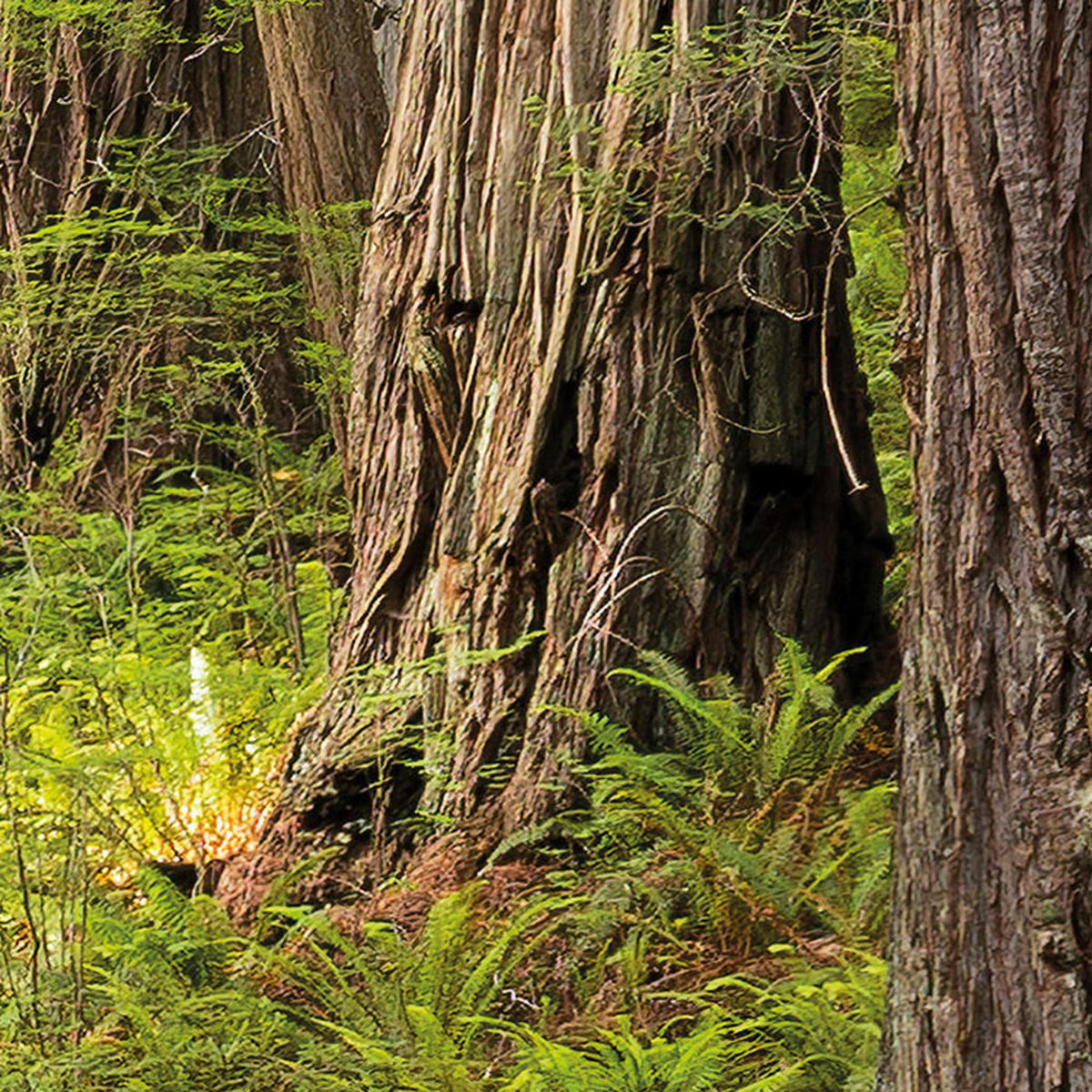 Komar Fototapete Redwood Trail B/L: ca. 450x280 cm Redwood Trail - (450,00/280,00cm) - Komar