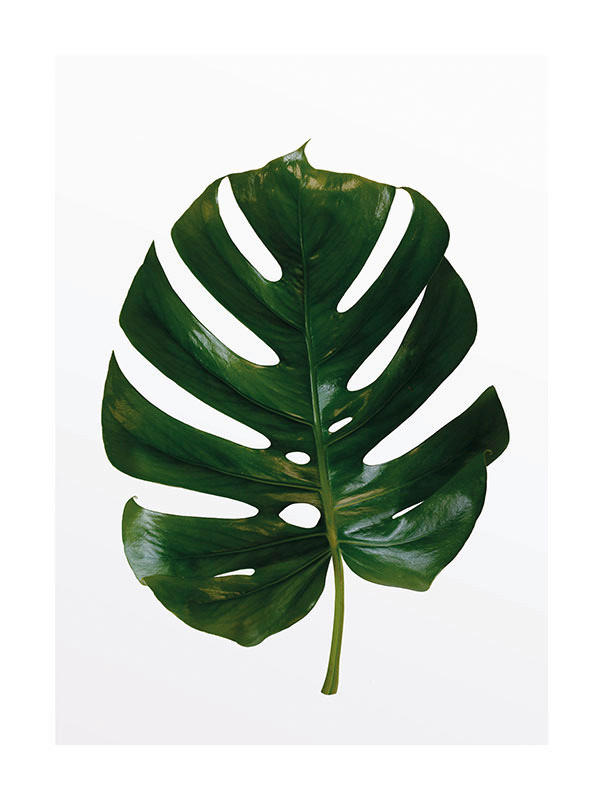 Komar Poster Monstera Leaf Pflanzen B/L: ca. 30x40 cm