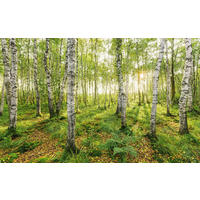 Komar Fototapete Birch Trees B/L: ca. 400x250 cm Birch Trees - (400,00/250,00cm) - Komar