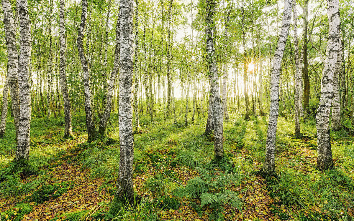 Komar Fototapete Birch Trees B/L: ca. 400x250 cm Birch Trees - (400,00/250,00cm) - Komar