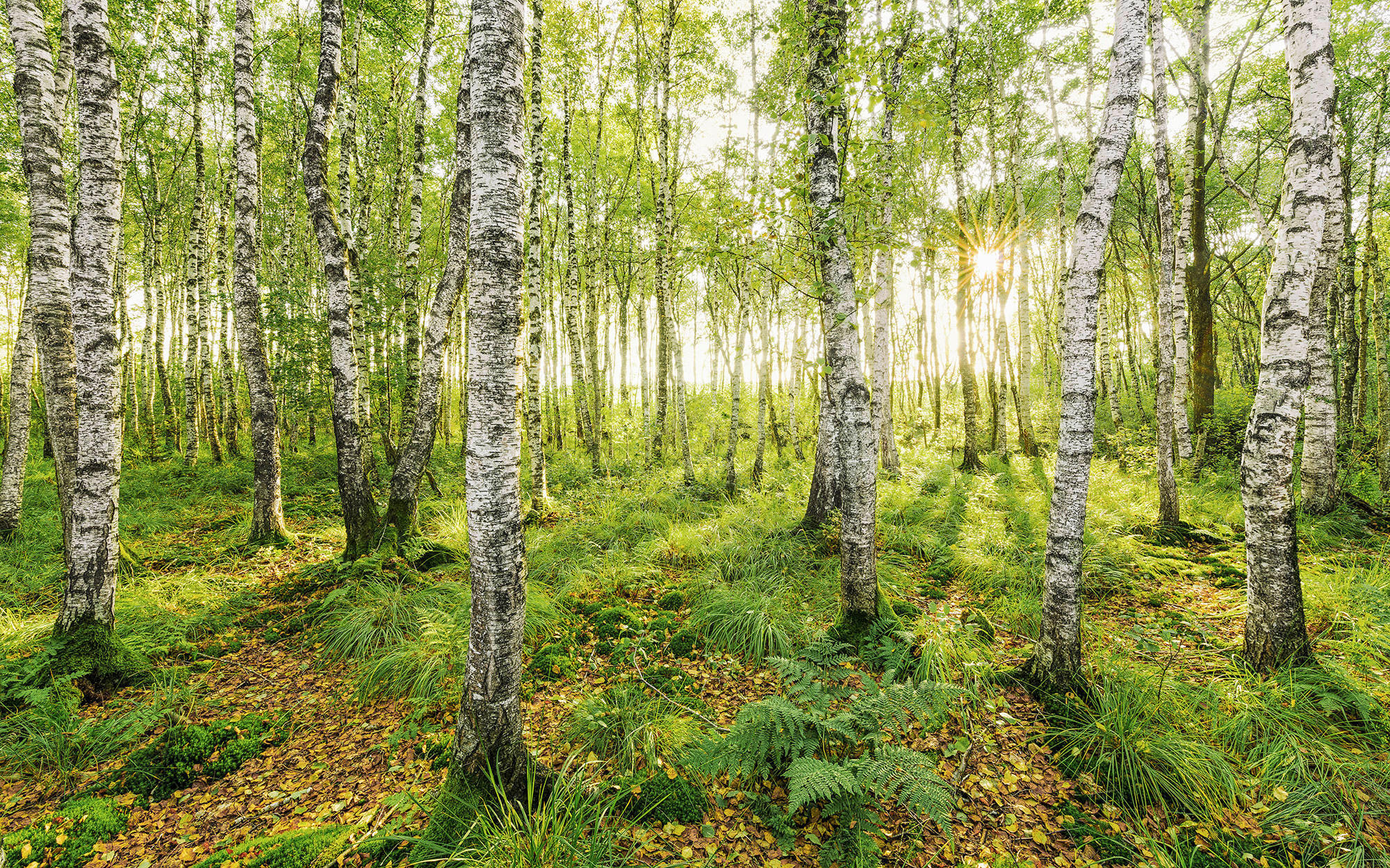 Komar Fototapete Birch Trees B/L: ca. 400x250 cm