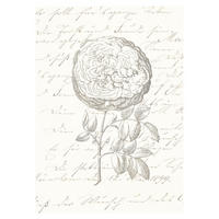 Komar Poster Ma Chérie Rose B/L: ca. 30x40 cm Ma Chérie - (30,00/40,00cm) - Komar