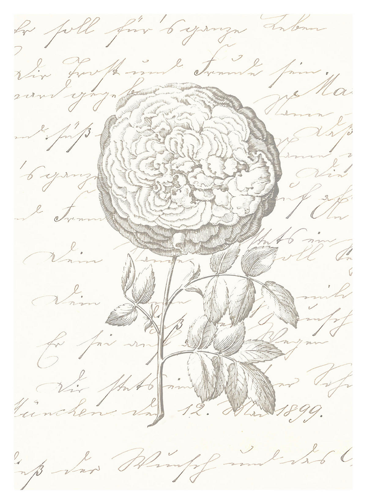 Komar Poster Ma Chérie Rose B/L: ca. 30x40 cm Ma Chérie - (30,00/40,00cm) - Komar