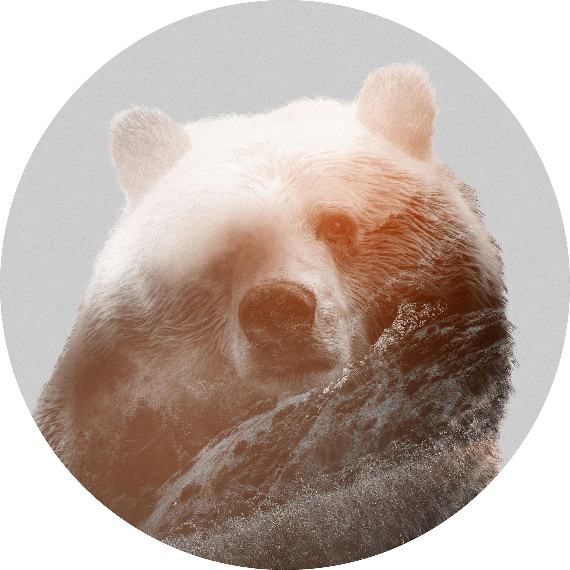 Komar Fototapete Bearava D: ca. 125 cm Bearava - (125,00cm) - Komar