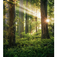 Komar Fototapete Goblins Woods B/L: ca. 250x280 cm Goblins Woods - (250,00/280,00cm) - Komar