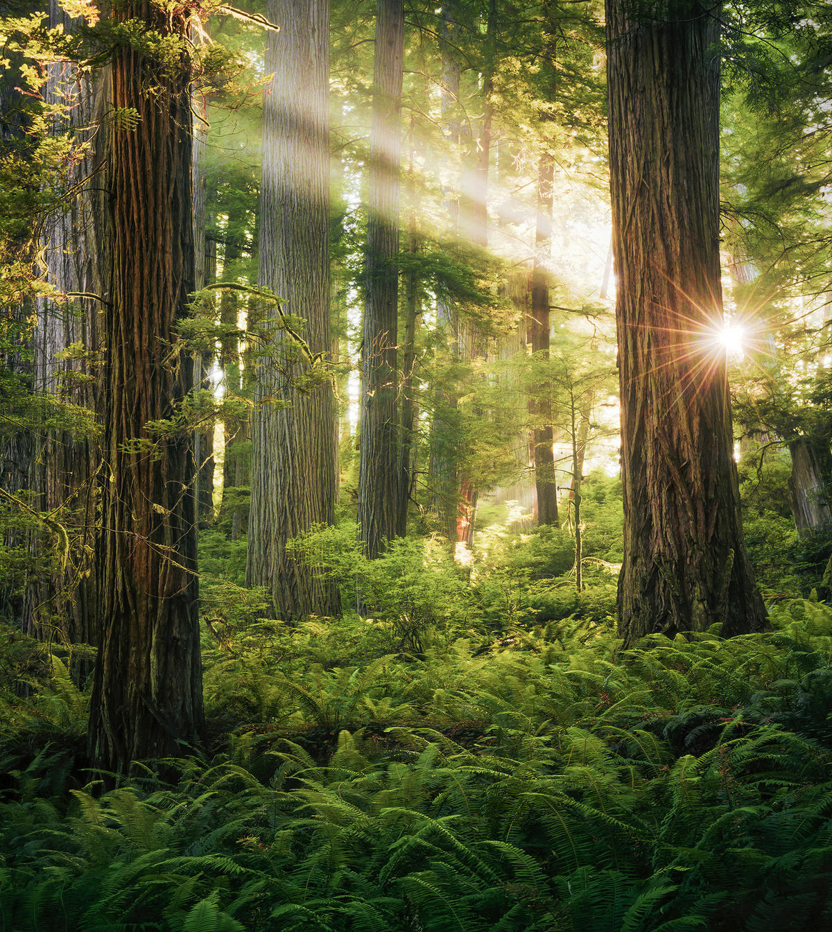 Komar Fototapete Goblins Woods B/L: ca. 250x280 cm Goblins Woods - (250,00/280,00cm) - Komar