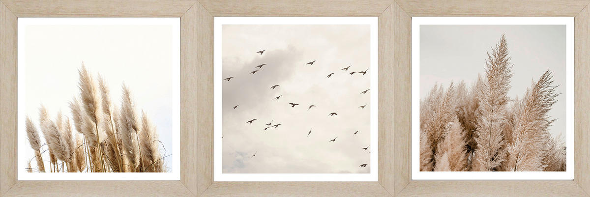 Bönninghoff Gerahmtes Bild Gräser B/L: ca. 23x23 cm Bilderset_Cheb_3tlg. - (23,00/23,00cm) - Bönninghoff