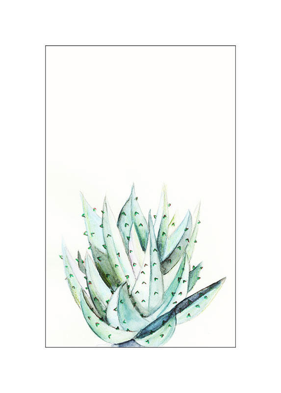 Komar Poster Aloe Watercolor Pflanzen B/L: ca. 50x70 cm günstig online kaufen