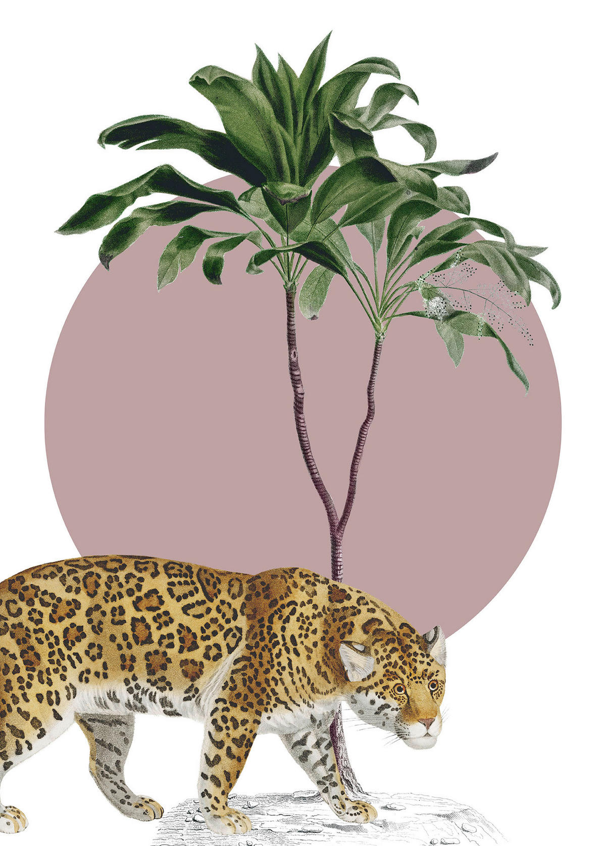 Komar Poster Botanical Garden Jaguar Dschungeltiere B/L: ca. 50x70 cm Botanical Garden Jaguar - (50,00/70,00cm) - Komar