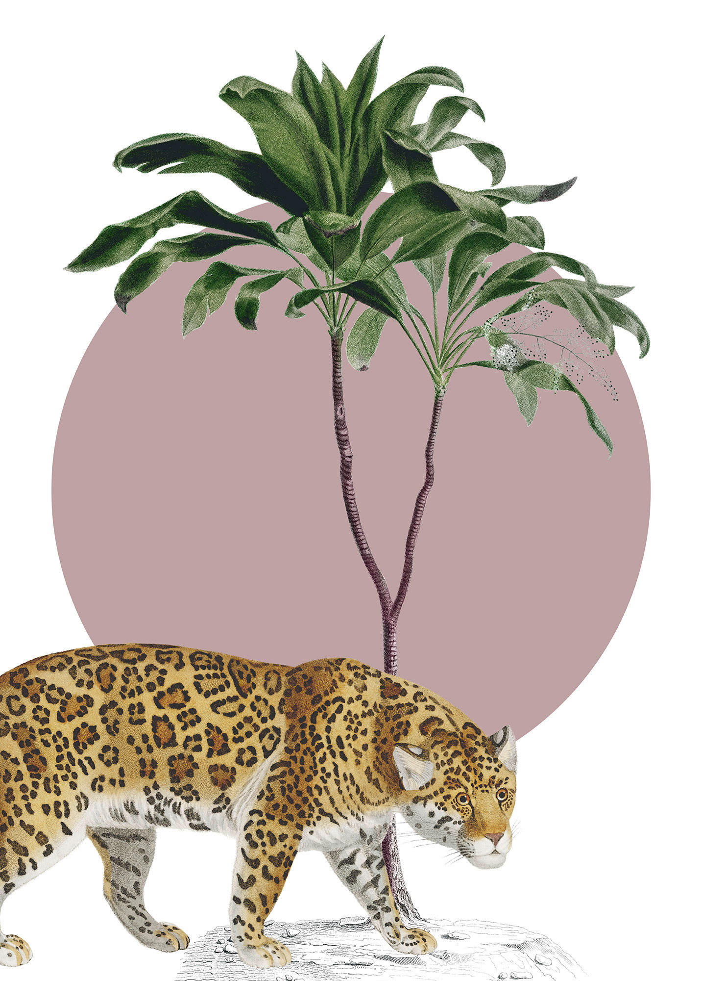 Komar Poster Botanical Garden Jaguar Dschungeltiere B/L: ca. 50x70 cm