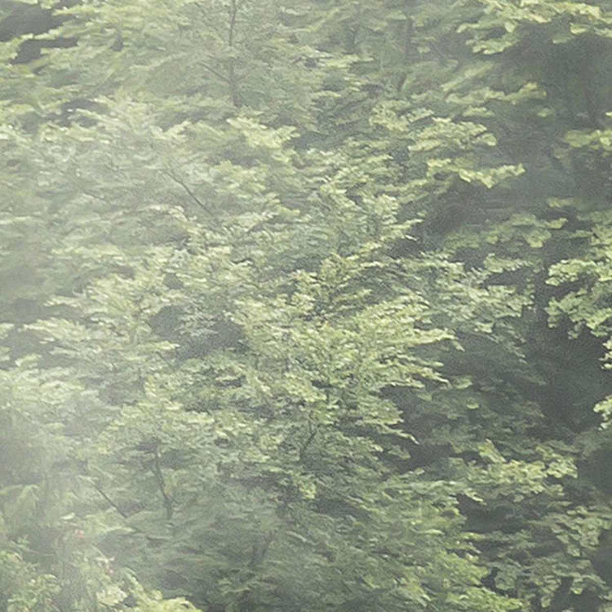 Komar Fototapete Forest Land B/L: ca. 400x250 cm Forest Land - (400,00/250,00cm) - Komar