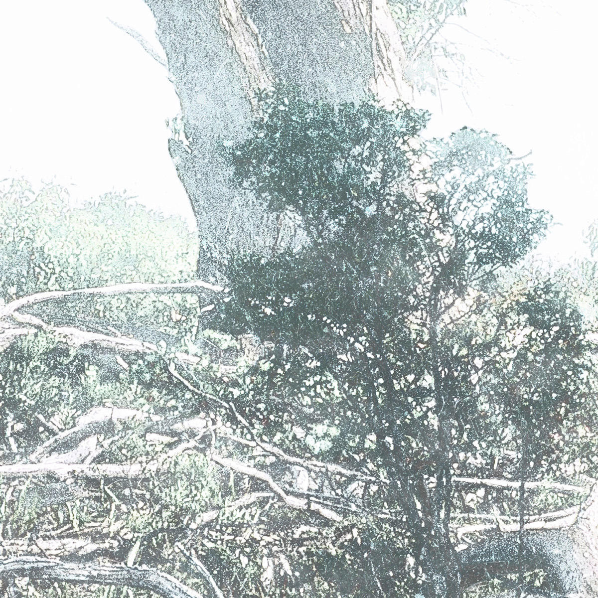 Komar Fototapete Magic Trees B/L: ca. 300x280 cm Magic Trees - (300,00/280,00cm) - Komar