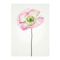 Komar Poster Poppy Mohnblumen B/L: ca. 30x40 cm Poppy - (30,00/40,00cm) - Komar