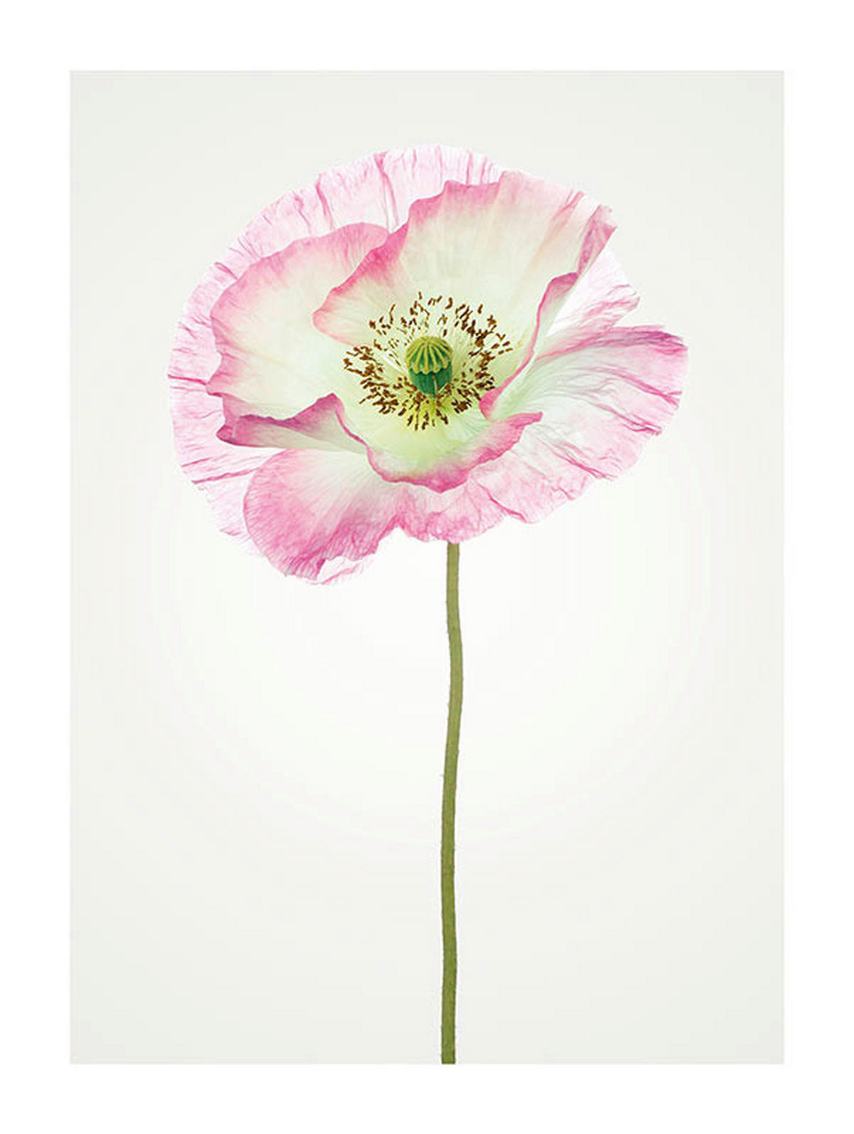 Komar Poster Poppy Mohnblumen B/L: ca. 30x40 cm Poppy - (30,00/40,00cm) - Komar