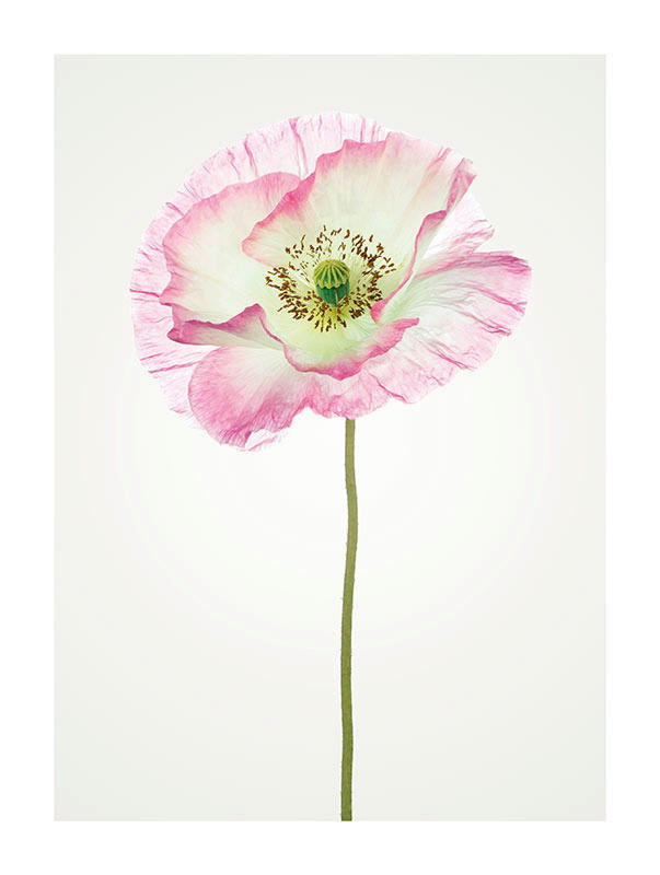 Komar Poster Poppy Mohnblumen B/L: ca. 30x40 cm