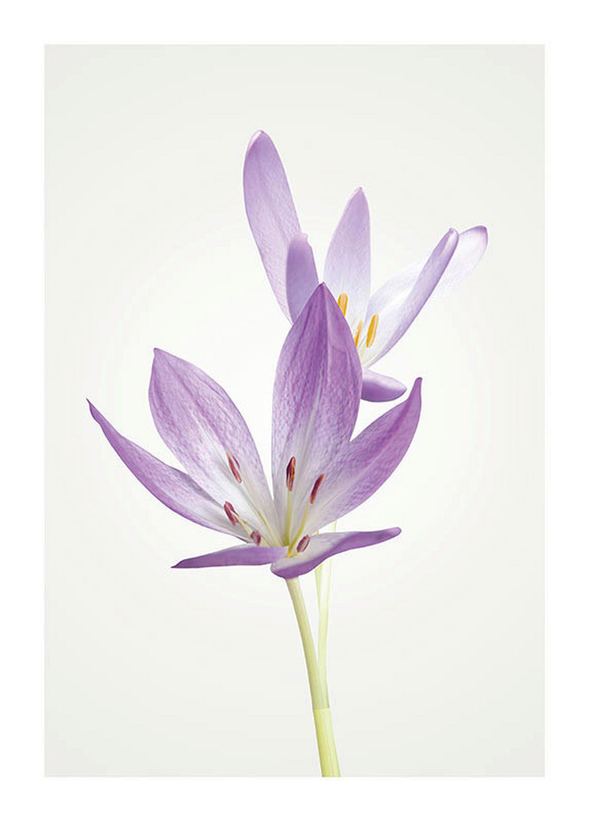 Komar Poster Autumn Crocus Blumen B/L: ca. 50x70 cm Autumn Crocus - (50,00/70,00cm) - Komar