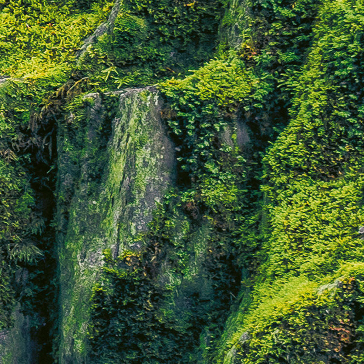 Komar Fototapete Green Tales B/L: ca. 400x250 cm Green Tales - (400,00/250,00cm) - Komar
