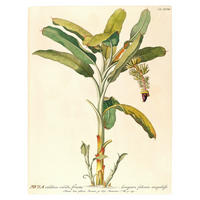 Komar Poster Rainforest Sapling Pflanzen B/L: ca. 40x50 cm Rainforest Sapling - (40,00/50,00cm) - Komar