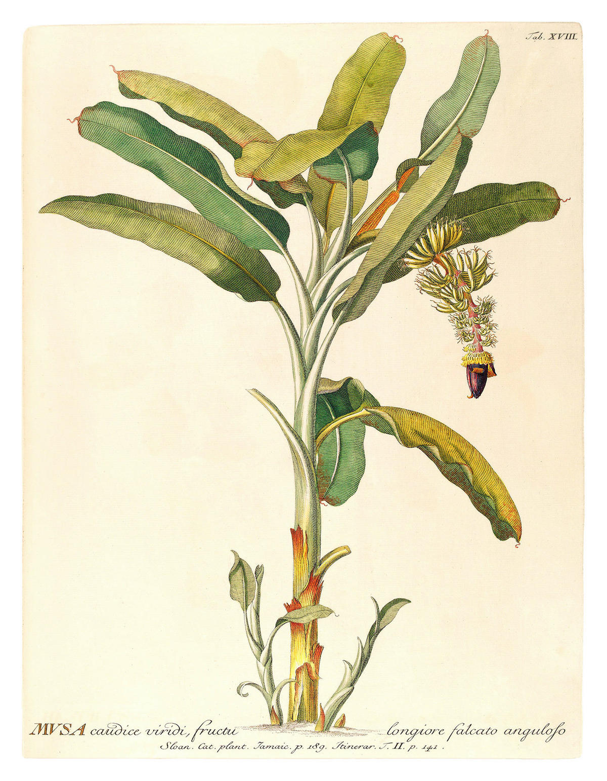 Komar Poster Rainforest Sapling Pflanzen B/L: ca. 40x50 cm Rainforest Sapling - (40,00/50,00cm) - Komar