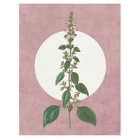 Komar Poster Menthe en Croissance Pflanzen B/L: ca. 40x50 cm Menthe en Croissance - (40,00/50,00cm) - Komar
