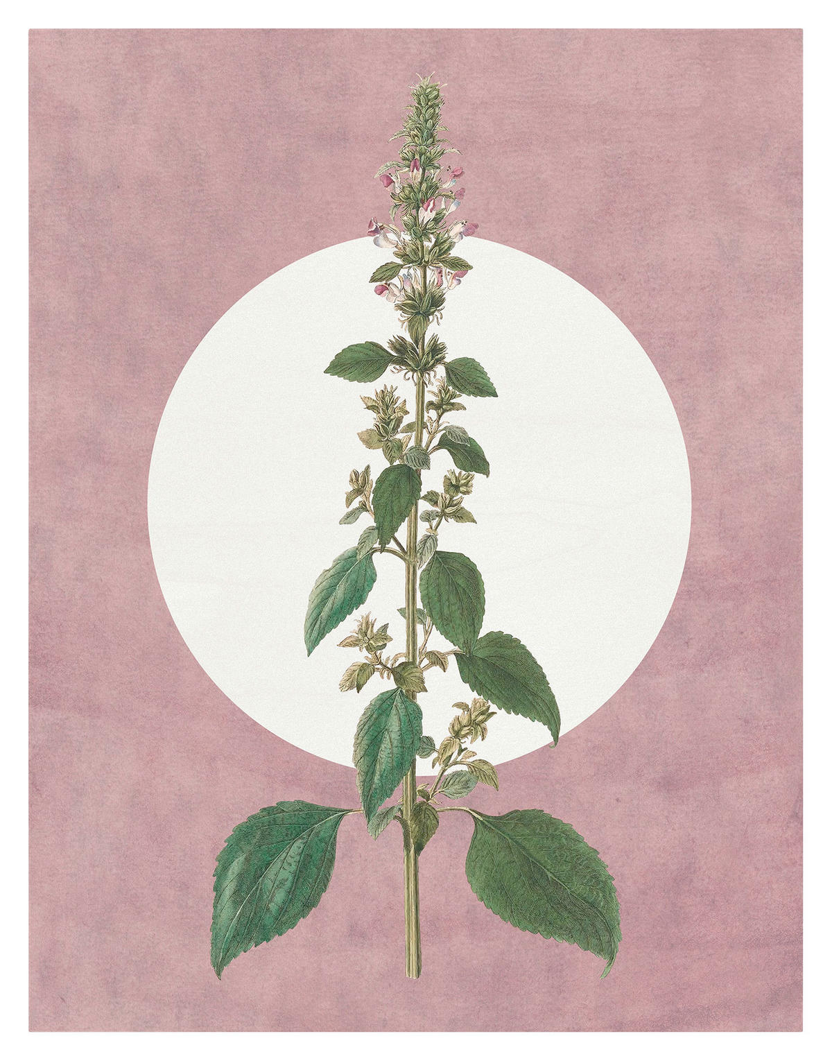 Komar Poster Menthe en Croissance Pflanzen B/L: ca. 40x50 cm Menthe en Croissance - (40,00/50,00cm) - Komar