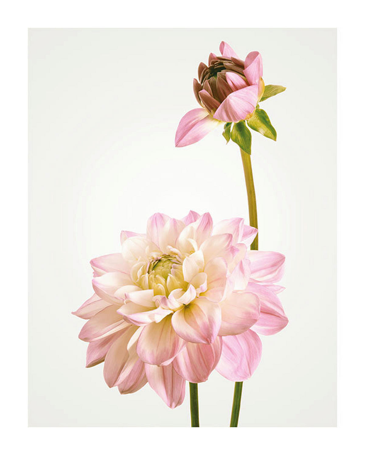 Komar Poster Dahlia Blumen B/L: ca. 40x50 cm Dahlia - (40,00/50,00cm) - Komar