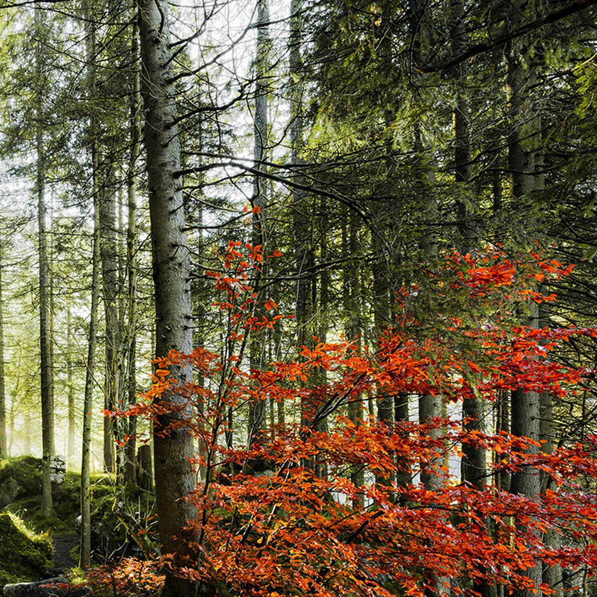 Komar Fototapete Feuerzungen B/L: ca. 450x280 cm Feuerzungen - (450,00/280,00cm) - Komar