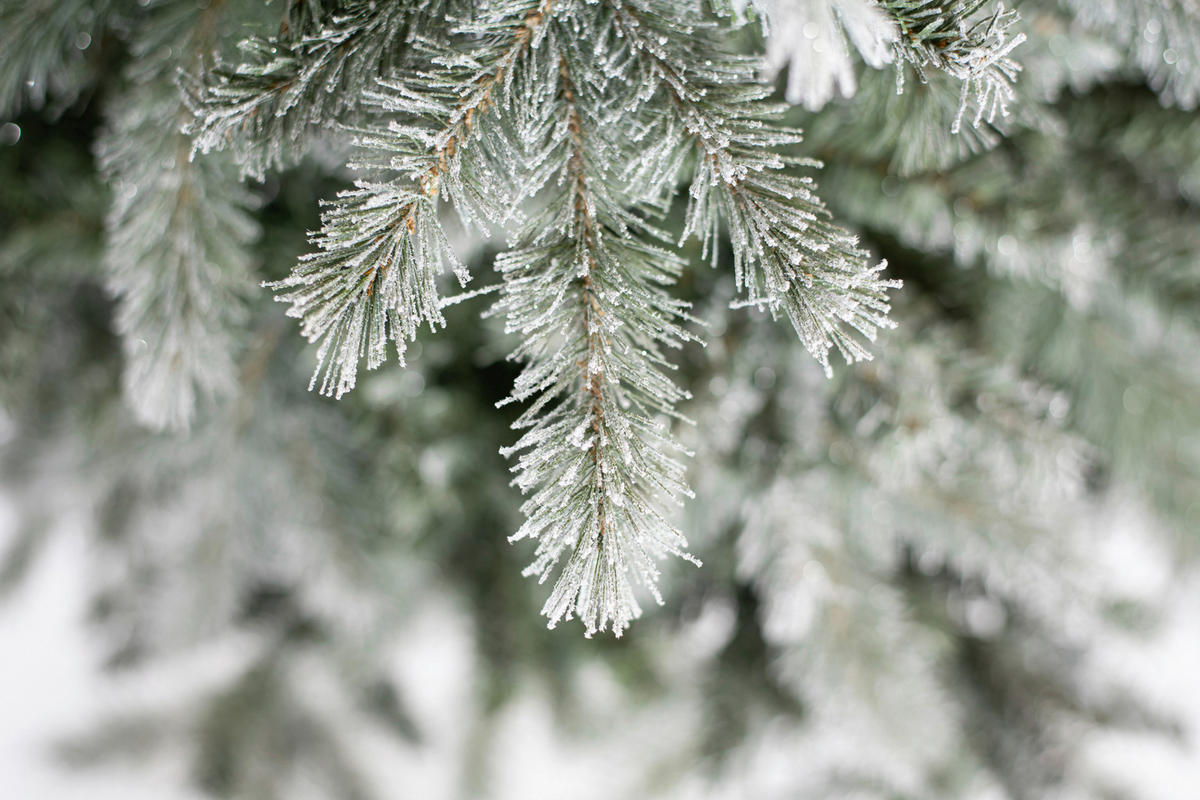 Evergreen Weihnachtsbaum Fichte Frost grün PVC H/D: ca. 180x117 cm Fichte Frost - grün (117,00/180,00cm) - Evergreen