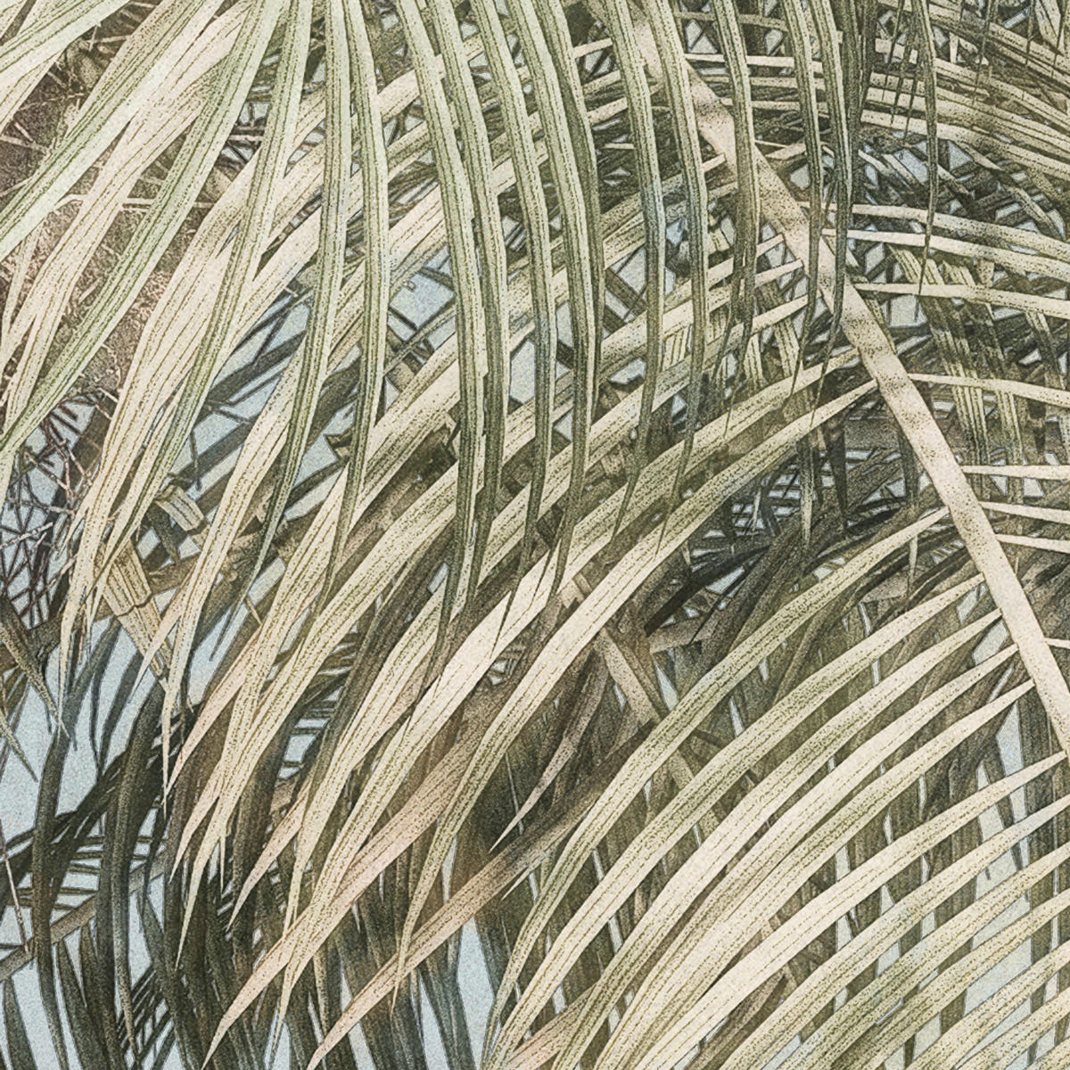 Komar Fototapete Palm Oasis B/L: ca. 200x280 cm Palm Oasis - (200,00/280,00cm) - Komar