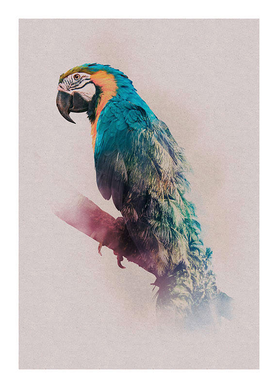 Komar Poster Animals Paradise Parrot Tiere B/L: ca. 50x70 cm günstig online kaufen