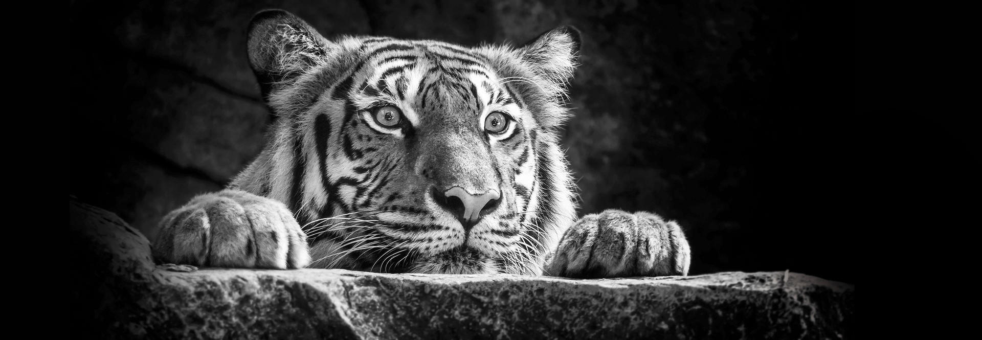 The Wall Wandbild Tiger B/L: ca. 53x153 cm Bild_Deko_Panel - (53,00/153,00cm) - The Wall