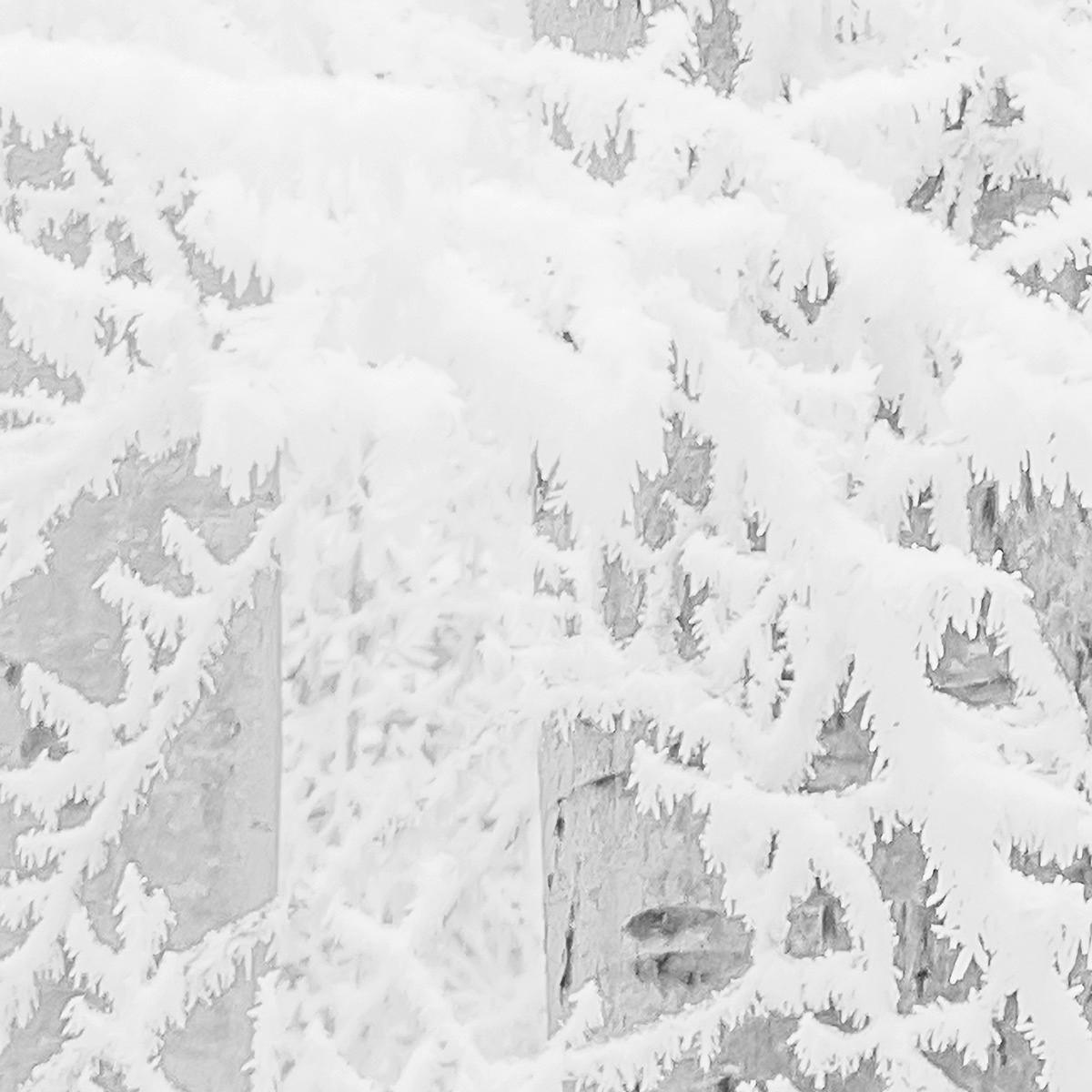 Komar Fototapete Winter Wood B/L: ca. 400x280 cm Winter Wood - (400,00/280,00cm) - Komar