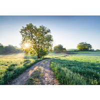 Komar Fototapete Meadow Trail B/H: ca. 368x254 cm Meadow Trail - (368,00/254,00cm) - Komar