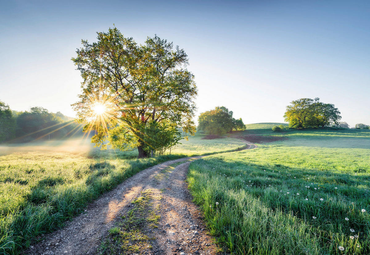 Komar Fototapete Meadow Trail B/H: ca. 368x254 cm Meadow Trail - (368,00/254,00cm) - Komar