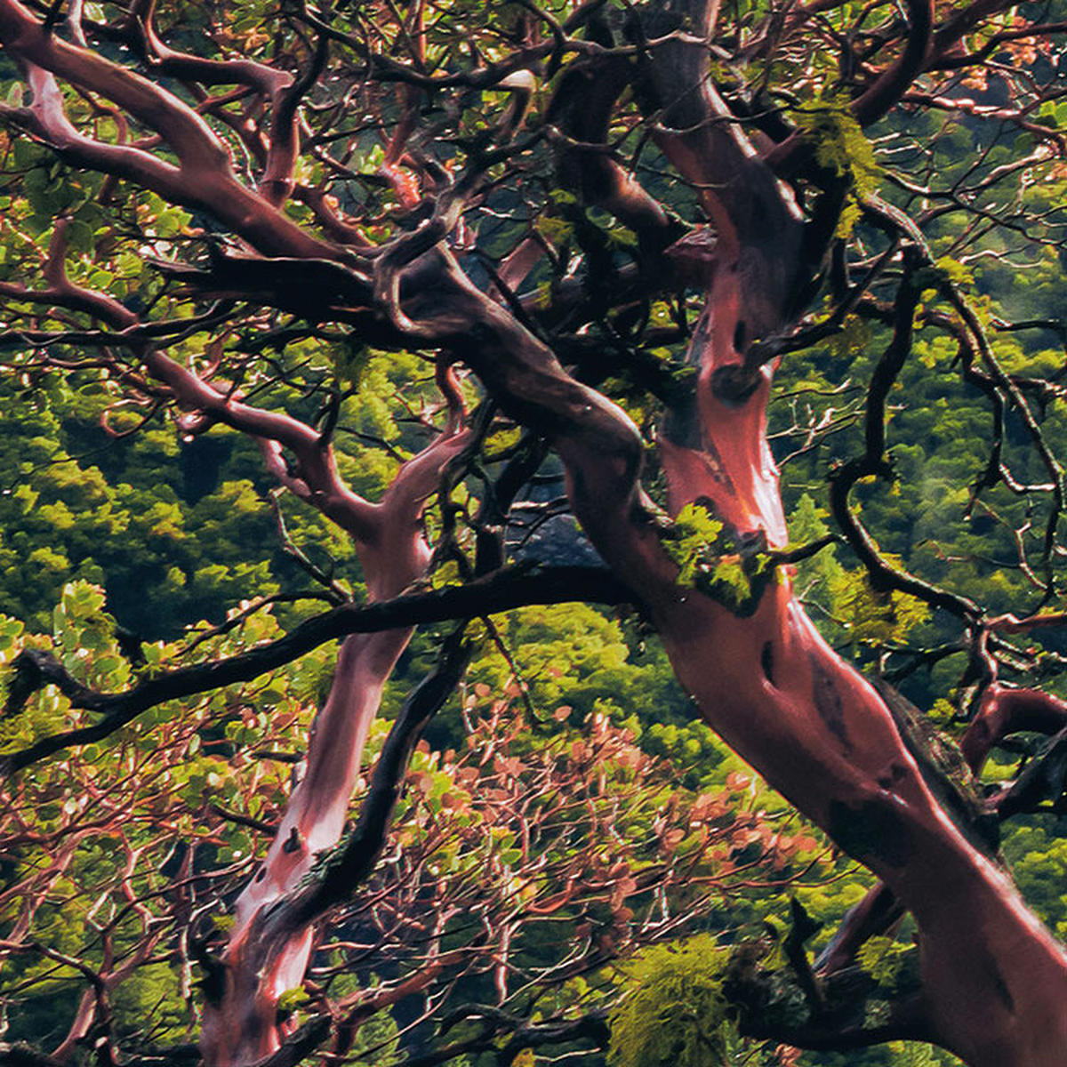 Komar Fototapete Unique Paradise B/L: ca. 200x100 cm Unique Paradise - (200,00/100,00cm) - Komar