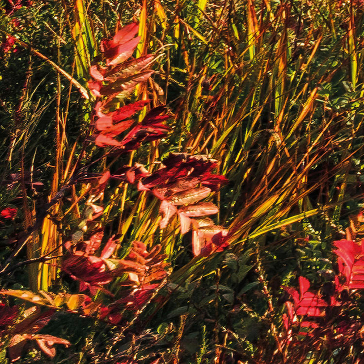 Komar Fototapete Norwegische Herbstwelten B/L: ca. 450x280 cm Norwegische Herbstwelten - (450,00/280,00cm) - Komar